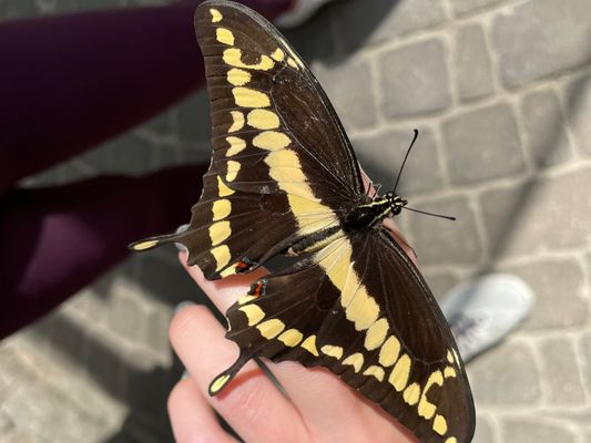 Wings of Mackinac by null