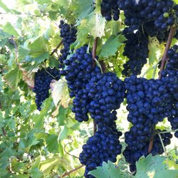 Poca Terra Winery