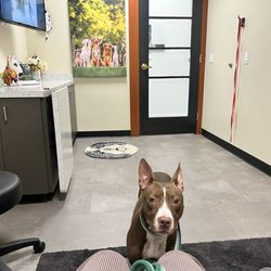 The Animal Wellness Center - Spacious rooms with a comfy couch to sit on.