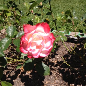 Rose Garden - Parks Near Me - San Francisco, California Rose Garden - Parks Near Me - San Francisco, California
