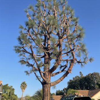 Paez Tree Service - After - Tree Services Near Me - Anaheim, California