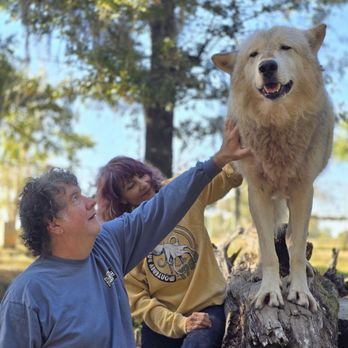 Seacrest Wolf Preserve - Wolf loving our attention - Zoos Near Me - Chipley, Florida Seacrest Wolf Preserve - Wolf loving our attention - Zoos Near Me - Chipley, Florida