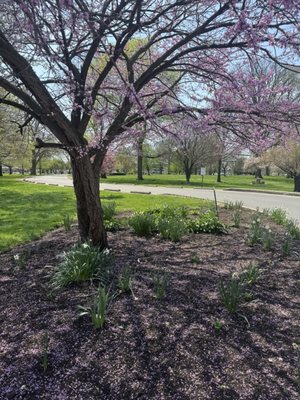 Goodale Park by null