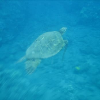 Black Rock Beach - We saw turtles every day we snorkeled here. - Beaches Near Me - Lahaina, Hawaii Black Rock Beach - We saw turtles every day we snorkeled here. - Beaches Near Me - Lahaina, Hawaii