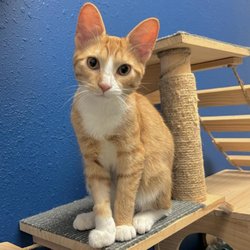 Carver Scott Humane Society