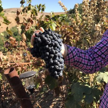 Captain Vineyards - Look at those beautiful Petit Syrah grapes! - Wineries Near Me - Moraga, California