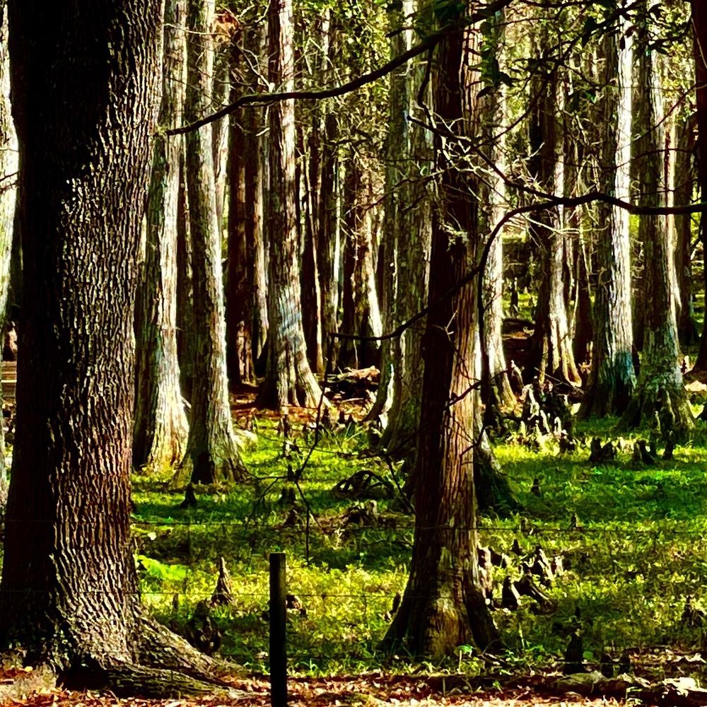 Social spots from Van Fleet Trail