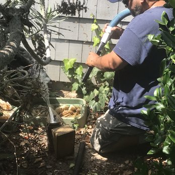 AA-Beekeeper Live Bee Removal - Relocating bees! - Pest Control Near Me AA-Beekeeper Live Bee Removal - Relocating bees! - Pest Control Near Me