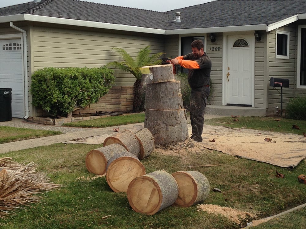 The Mac's Tree Service - tree service in Pacifica, CA