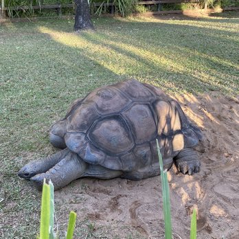 Australia Zoo - Tortoise - Zoos Near Me - Beerwah, QLD