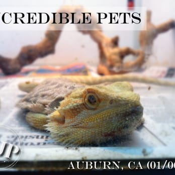 Incredible Pets - 'And more reptiles! - Pet Stores Near Me - Auburn, California