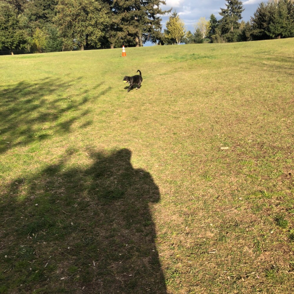 Crestview Off-Leash Dog Park - Luna playing catch - Dog Parks Near Me - Tukwila, Washington Crestview Off-Leash Dog Park - Luna playing catch - Dog Parks Near Me - Tukwila, Washington