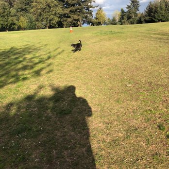 Crestview Off-Leash Dog Park - Luna playing catch - Dog Parks Near Me - Tukwila, Washington Crestview Off-Leash Dog Park - Luna playing catch - Dog Parks Near Me - Tukwila, Washington