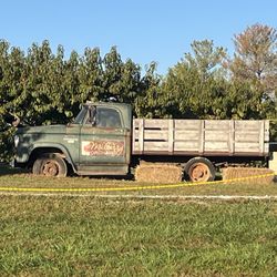 Mulberry Orchard