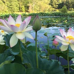 Mobile Japanese Garden - Lotus blossoms all summer!