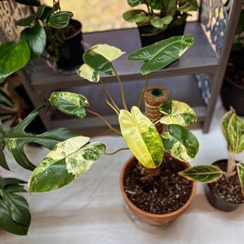 Exotic Plant Stop - Highly variegated burle Marx $200 - Nurseries & Gardening Near Me - Trumbull, Connecticut