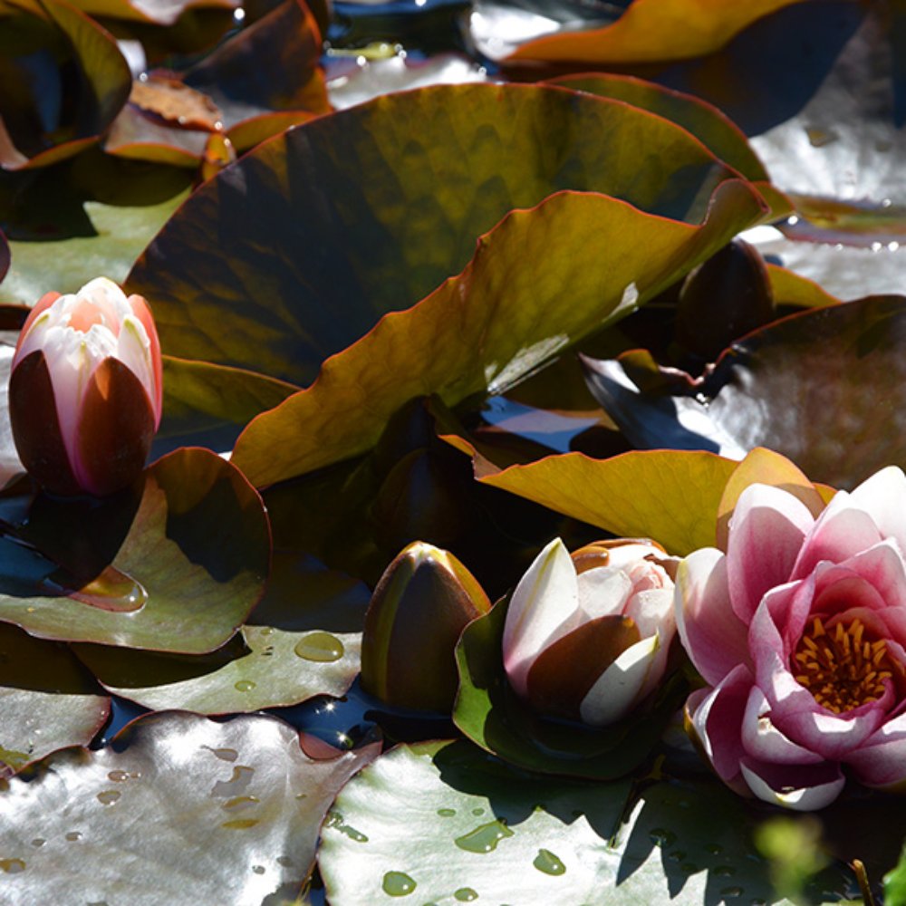 Giardino delle Rose - Botanical Gardens Near Me - Florence, FI