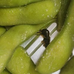 Wasabi Bistro - Bug