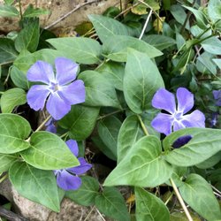 Suck Creek - Periwinkle Blue (like the crayon) ~ 4.5.2020 #nofilter