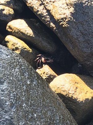 Playa Ensenada by null