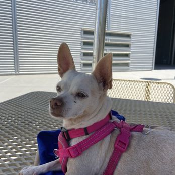 Furever Loved - Pet Cremation Services Near Me - Lake Elsinore, California Furever Loved - Pet Cremation Services Near Me - Lake Elsinore, California