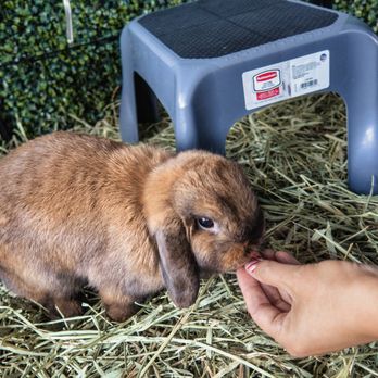 Layla's Bunnyville - Petting Zoos Near Me - Tempe, Arizona