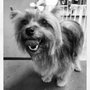 Photo of Barks & Tales Dog Spa