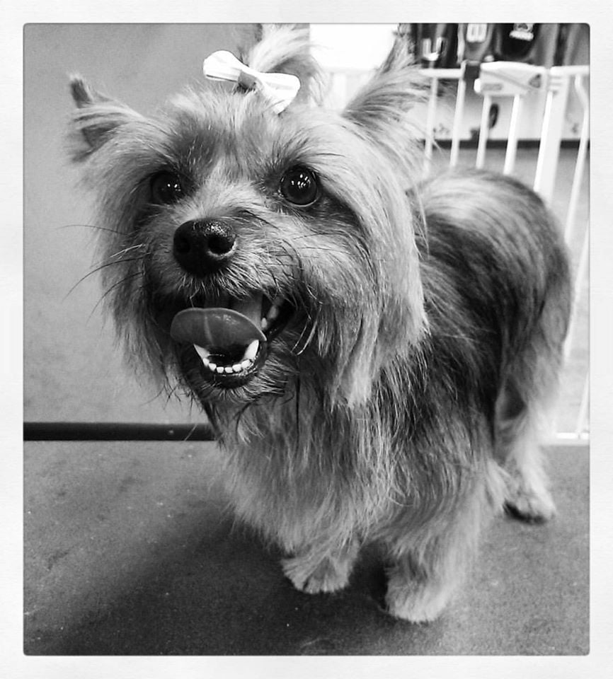 Barks & Tales Dog Spa - pet boarding facility in Miami, FL
