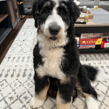 Doggy Style Pet Shop - Pet Groomers Near Me - Chicago, Illinois Doggy Style Pet Shop - Pet Groomers Near Me - Chicago, Illinois