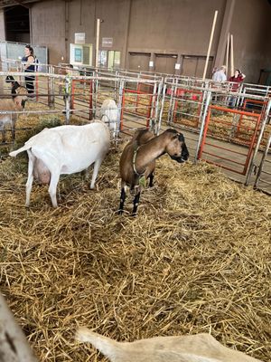 Oregon State Fair & Exposition Center by null