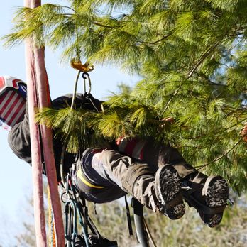 Brooke Tree Service - Tree Services Near Me - Holliston, Massachusetts Brooke Tree Service - Tree Services Near Me - Holliston, Massachusetts