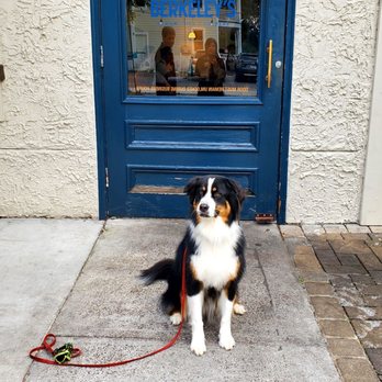 Berkeley’s - Kirby in front door - very dog friendly!! - Bars Near Me - Charleston, South Carolina