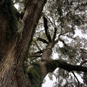 Boone Hall Plantation - Venues & Event Spaces Near Me - Mount Pleasant, South Carolina