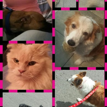 Samantha's Pet Care Services - Dog Walkers Near Me Samantha's Pet Care Services - Dog Walkers Near Me
