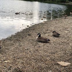 Mill Lake