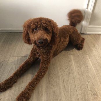 Sydnee's Pet Grooming - After her cut this time. A little longer on her face than we'd like but decent - Pet Groomers Near Me - San Marcos, California