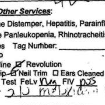 Brooklyn Animal Action - FIV Positive result. - Community Service/Non-Profit Near Me