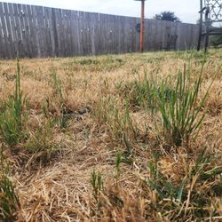 Affordable Yard Care - Never mowed charged as if they did