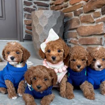 Puppy Palace - Pet Breeders Near Me Puppy Palace - Pet Breeders Near Me