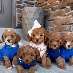 Puppy Palace