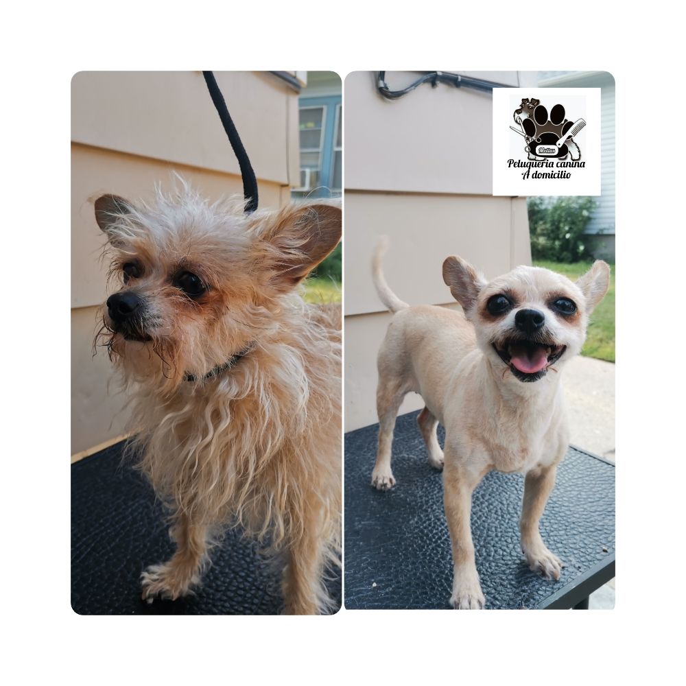 PELUQUERIA CANINA A DOMICILIO Updated June 2024 Request an Appointment 12 Photos Mount