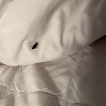 Great Wolf Lodge - Found A roach in my bed . - Resorts Near Me - Centralia, Washington Great Wolf Lodge - Found A roach in my bed . - Resorts Near Me - Centralia, Washington