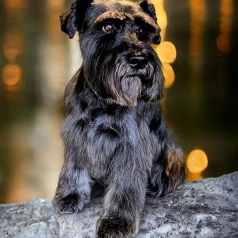 Dog Plus - dog - Pet Groomers Near Me - Richmond Hill, Ontario Dog Plus - dog - Pet Groomers Near Me - Richmond Hill, Ontario