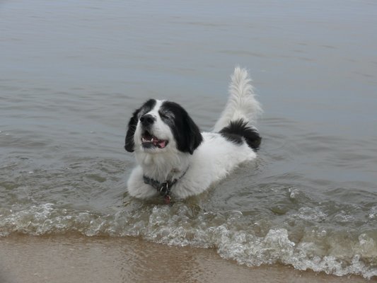 Green Apple Dog LLC