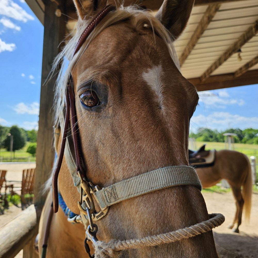 Painted Sky Ranch Riding School - Horseback Riding Near Me - Mooresville, North Carolina Painted Sky Ranch Riding School - Horseback Riding Near Me - Mooresville, North Carolina