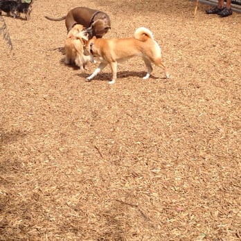 Temescal Creek Park - Dogs xD - Parks Near Me - Emeryville, California