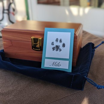 Beloved Cat Home Euthanasia - Veterinarians Near Me