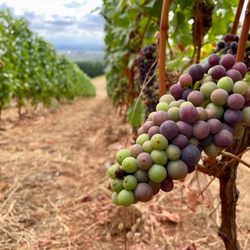 Embrace Oregon Tours