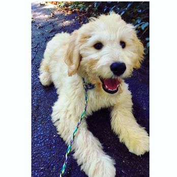 Back to Basics Dog Training - Happiest Golden Doodle! - Pet Training Near Me Back to Basics Dog Training - Happiest Golden Doodle! - Pet Training Near Me