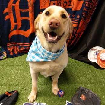 Dogtopia - Birmingham - One of Watson's many awesome "pawty" pics - Pet Boarding Near Me - Birmingham, Michigan